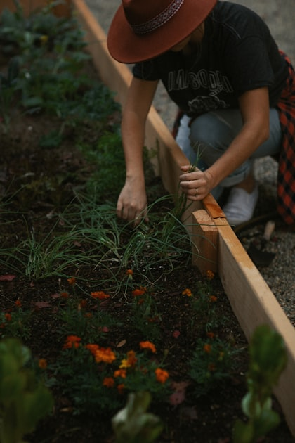 Starting Your Allotment: A Beginner’s Guide